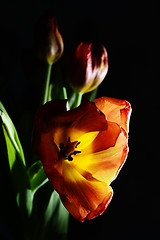 Image showing blown red tulip on a dark