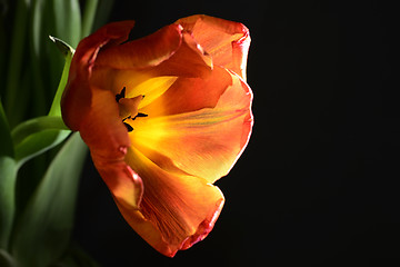 Image showing blown red tulip 