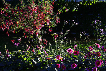 Image showing beautiful flowers and bushes in garden