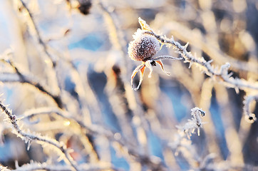 Image showing frozen hips of a dogrose in winter