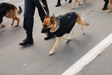 Image showing police with dogs