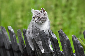 Image showing cat on the fence