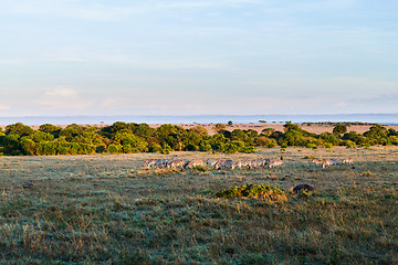 Image showing zebras herd grazing in savannah at africa