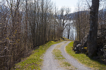 Image showing Narrow Road in the Forrest