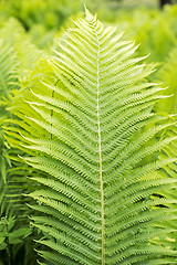 Image showing green ferns, close up view