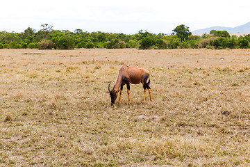 Image showing topi antelope grazing in savannah at africa