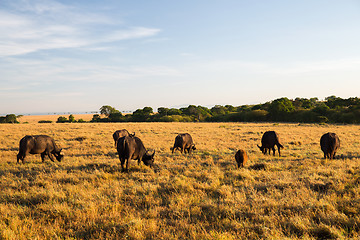 Image showing buffalo bulls grazing in savannah at africa