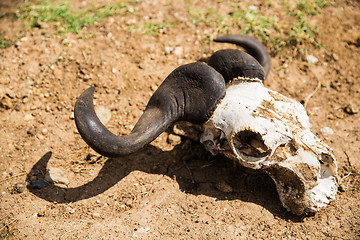 Image showing wildebeest skull with horns on ground