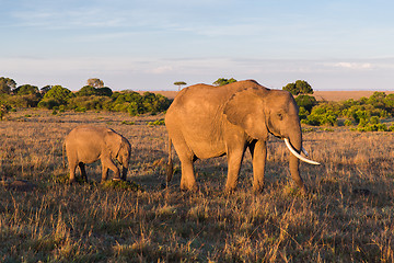 Image showing elephant with baby or calf in savannah at africa