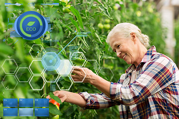 Image showing senior woman growing tomatoes at farm greenhouse