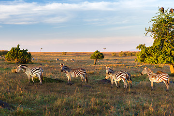 Image showing zebras herd grazing in savannah at africa