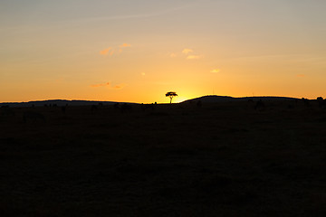 Image showing sunset in savannah at africa