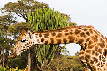 Image showing giraffe at national reserve in africa