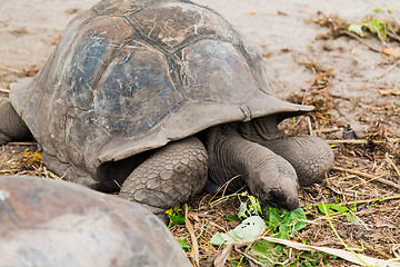 Image showing giant tortoises outdoors on seychelles