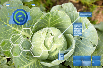 Image showing cabbage growing on summer garden bed at farm