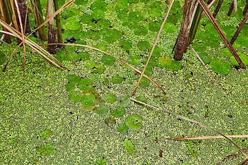 Image showing Water surface with plants