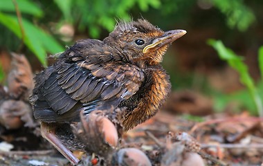 Image showing Young baby bird sittin on the ground