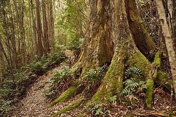 Image showing Forest walking route