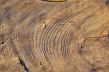 Image showing Tree trunk texture