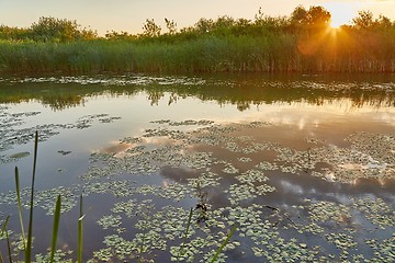 Image showing Water surface with plants