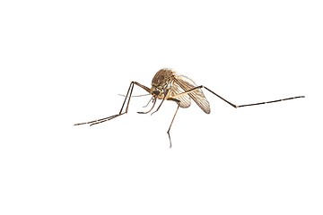Image showing Mosquito on white surface