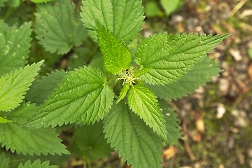 Image showing Nettle plant closeup