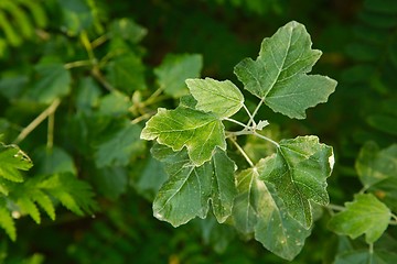 Image showing Green Leaves Background