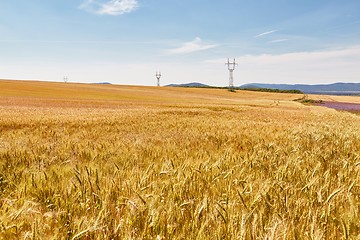 Image showing Wheat field detail