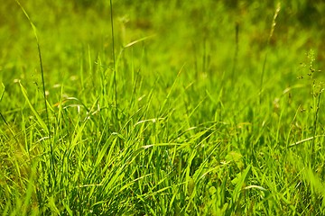 Image showing Green Grass Field