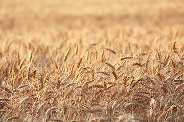 Image showing Wheat field detail