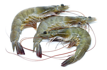 Image showing Fresh raw prawns