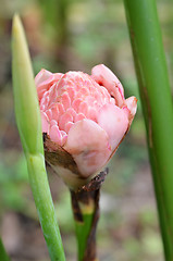 Image showing Etlingera elatior flower in the garden