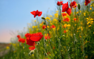 Image showing colorful flowers on field