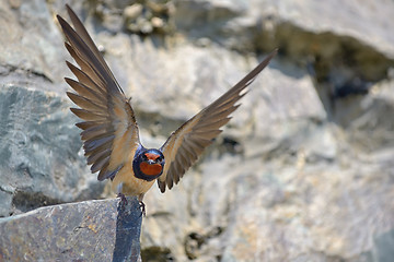 Image showing Swallow, Hirundo rustica