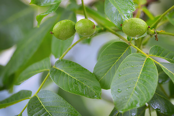 Image showing Unripe walnut and walnut tree (Juglans regia)