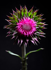 Image showing Thistle flower on black background 