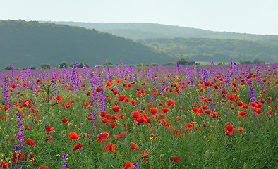 Image showing colorful flowers on field