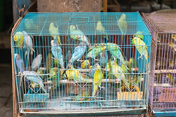 Image showing Canary Birds