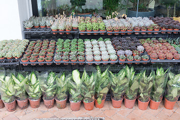 Image showing Plants in Shop