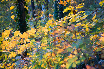 Image showing Autumn Forest