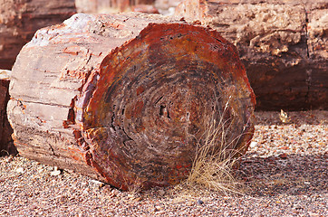 Image showing Petrified-Forest-National-Park, Arizona, USA