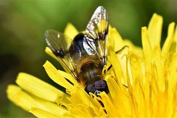 Image showing Fly in flower
