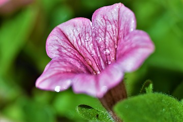 Image showing Pink flower