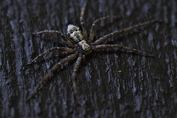 Image showing Spider