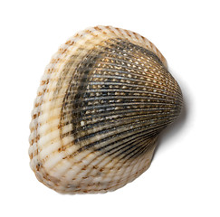 Image showing Seashell anadara on white