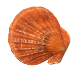 Image showing Scallop shell on white