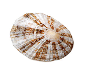 Image showing Shell of true limpet 