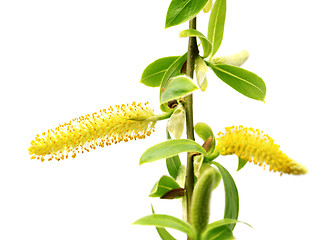 Image showing Spring twigs of willow with young green leaves and yellow catkin