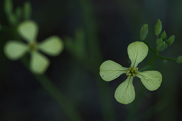 Image showing Winter Cress (Barbarea verna)