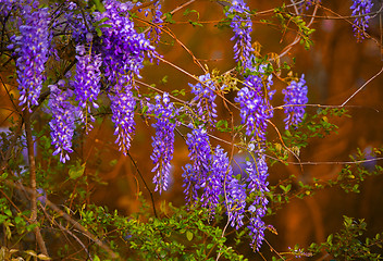 Image showing Wisteria